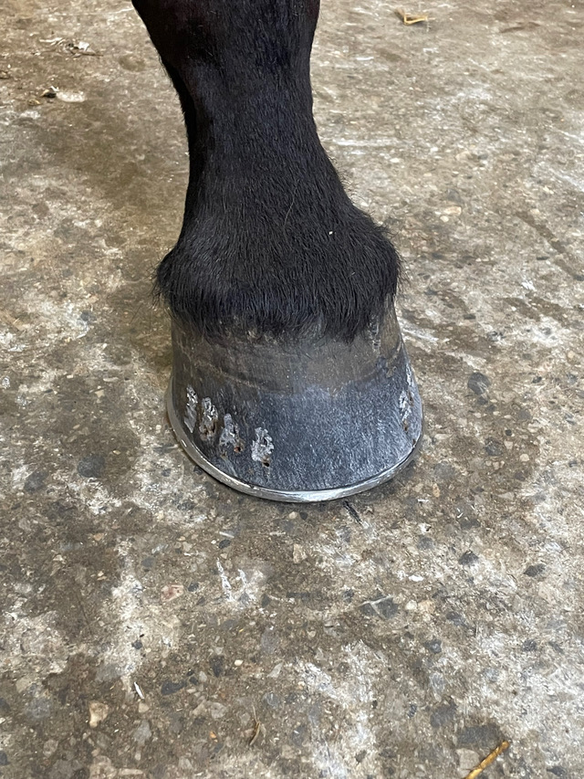 Ferrage de cheval